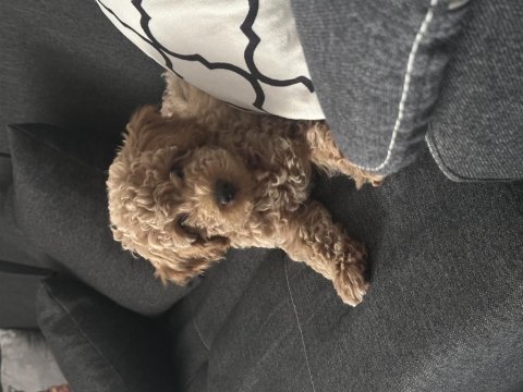 Toy poodle 3 aylık