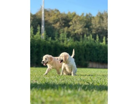 Golden retriever yavruları ıstanbul     