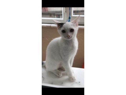 2.5 aylık kedimiz mia yuva arıyor