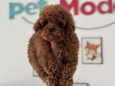 Petmode köpek çiftliğinde ziyarete açık tea cup poodle