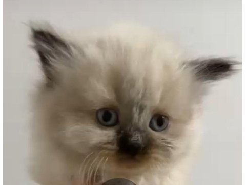 Özel bir yavru himalayan kedisi