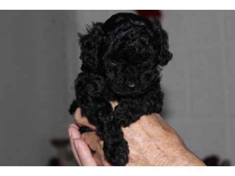 Safkan anne altından toy poodle bebekler