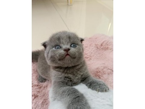 Gri scottish fold