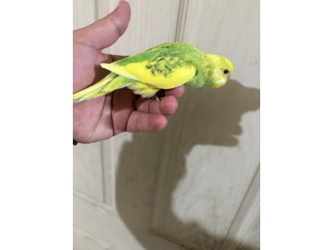 30 günlük erkek bebek muhabbet kuşumuz