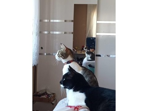 Kedilerimiz merkür ve luna
