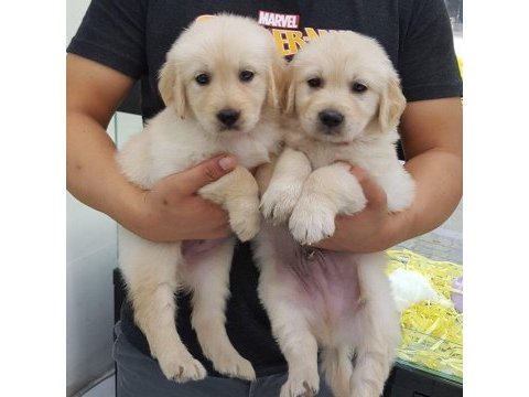 Golden retriever yavruları