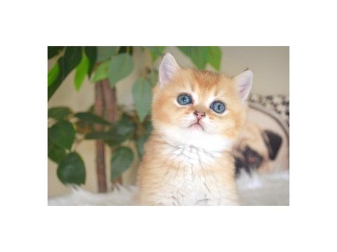 British shorthair golden yavrular