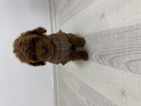 3 erkek ve 2 dişi safkan poodle yavrularımız