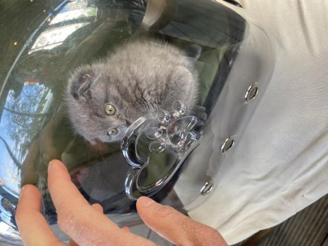 2 aylık erkek yavru scottish fold kırık kulak