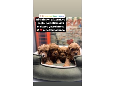 Red- red brown maltipoo yavrularımız @petclubadanaa