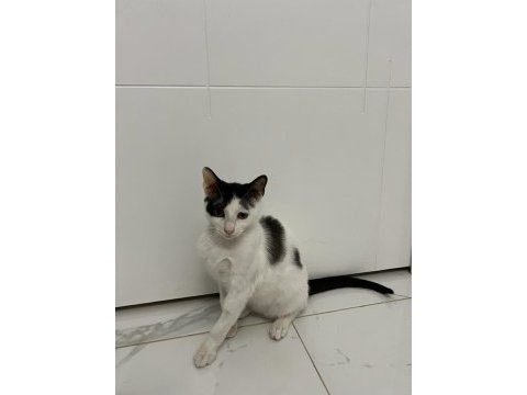 3,5 aylık yavru erkek kedimiz