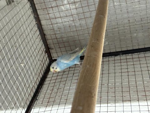 Eğitime hazır bebek muhabbet kuşu