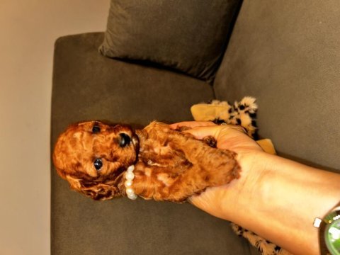 Toy poodle bebişler