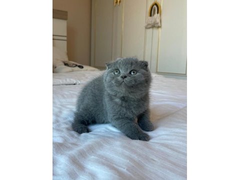 Top kafa ayıcık scottish fold yavrular