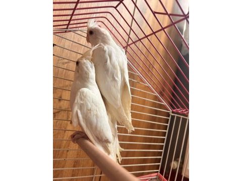 Lutino kırmızı göz sultan papağanı çiftler