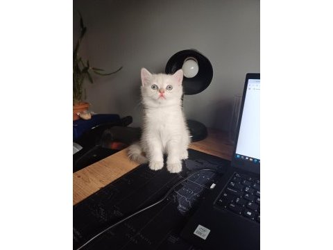 65 günlük erkek bebek british shorthair