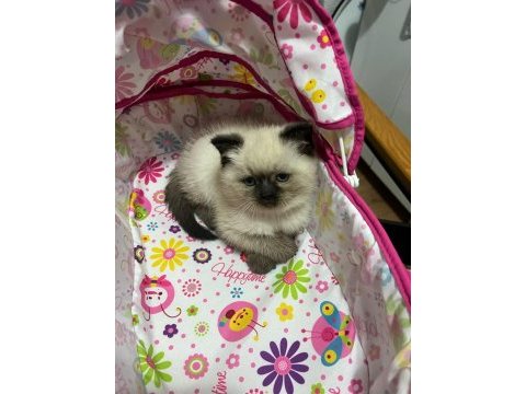 Oyuncu sağlıklı scottish fold yavrular