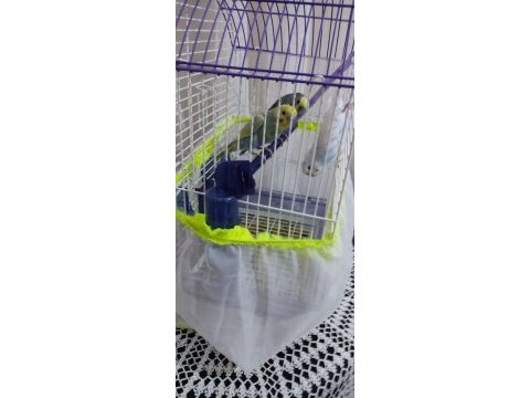 2 eş artı birtane normal kuş kafesi ile beraber