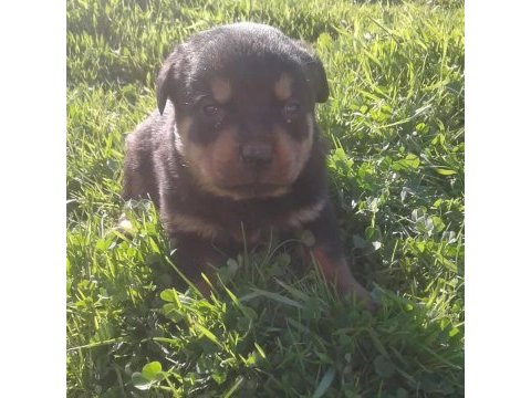 Rottweiler yavru köpekler