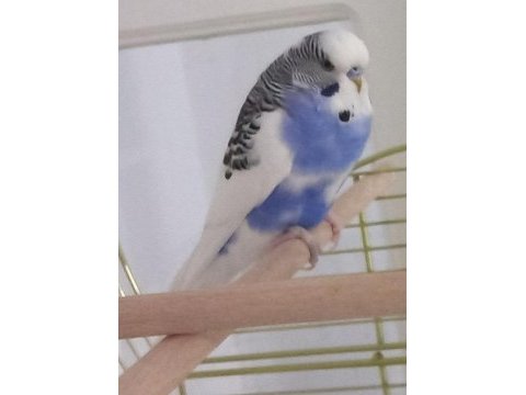 Yavru ve damızlık muhabbet kuşları sahiplendirilecek