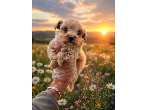 Türkiyenin en güzeli maltipoo köpeği