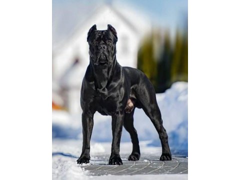 Cane corso isteyene efsane yavrular isteğe özel este
