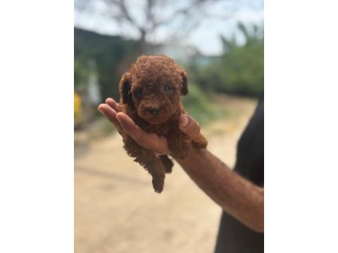 Poodle yavrular
