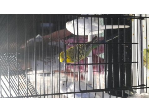 3 adet üretime uygun muhabbet kuşu