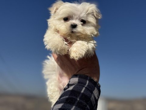 Petmode köpek çiftliğinden kore kan maltese