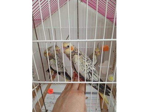 Yeme düşmüş sultan papağanı yavrularımız
