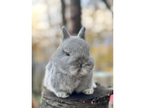 Netherland dwarf cüce tavşan yavruları
