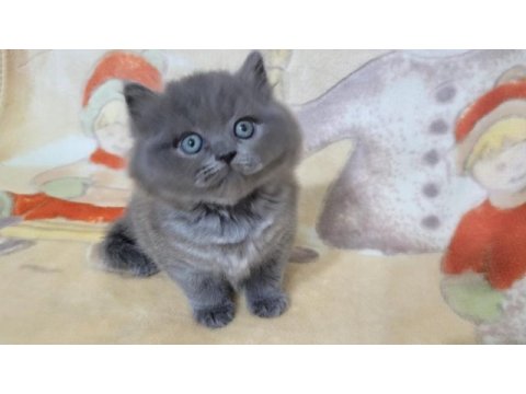 Oyuncu yavru british shorthair