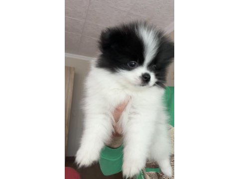 %100 boo face pomeranian