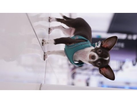 4 aylık chihuahua yavrumuz