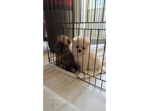 Yavru pomeranian boo