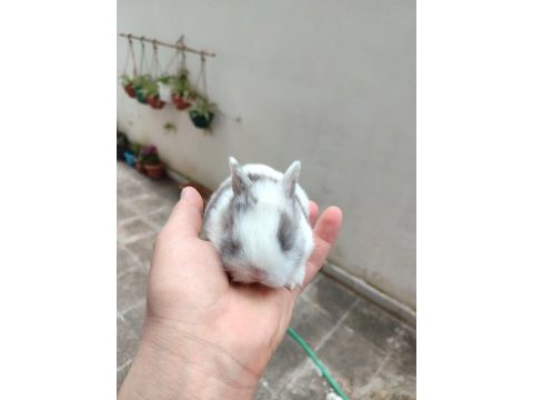 Cüce tavşanımız