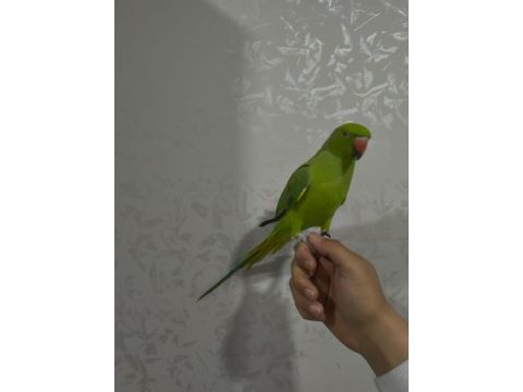 Pakistan papağanı full evcil