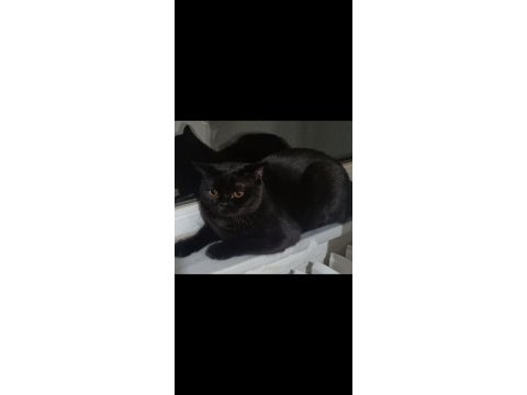 14 aylık ayı surat british shorthair erkek oscar