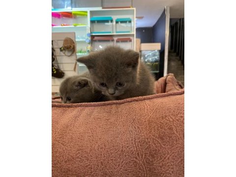 British shorthair longhair yavrularımız