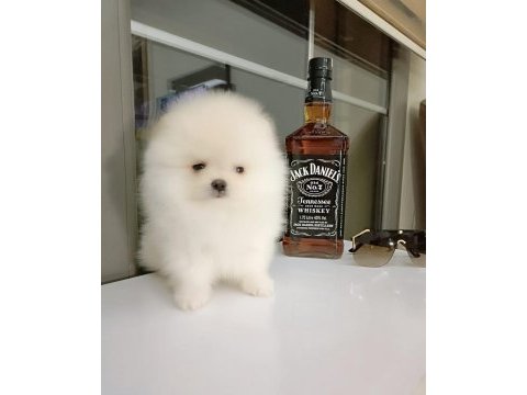 Sevimli 60 günlük pomeranian boo