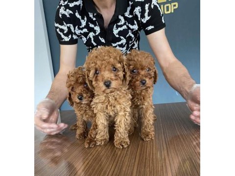 Wc eğitimli orjinal maltipoo yavrular ankara mağaza
