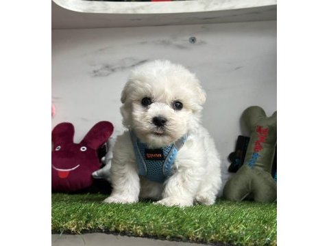 Maltese terrier yavruları