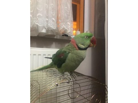 Alexander papağan