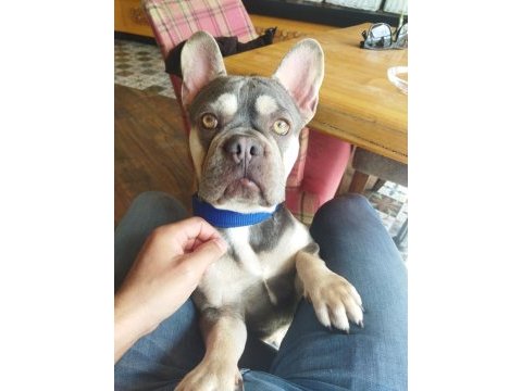 Yer sıkıntısından egzotik french bulldog