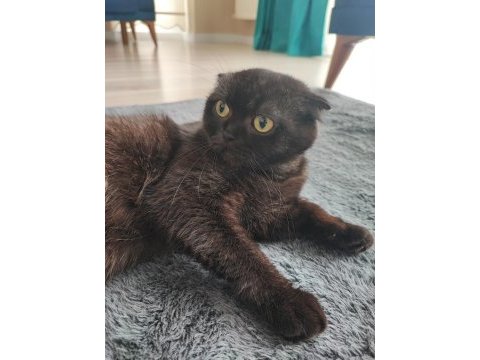Acil sahiplendirme scottish fold