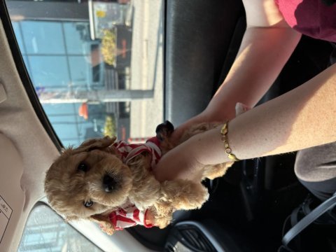 Maltipoo son yavru
