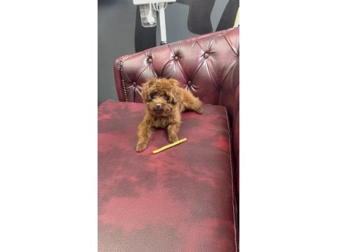 8 aylık en küçük poodle