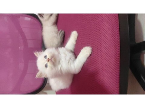 2 aylık son kalan süt beyaz erkek british longhair