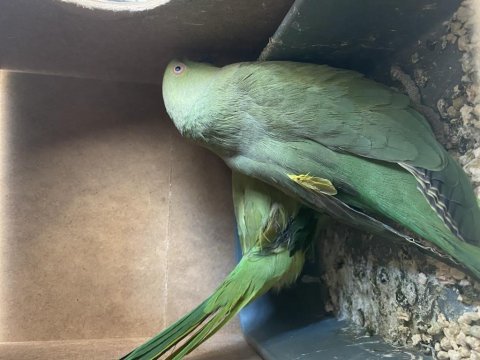 Yumurtlamaya hazır eş pakistan papağanı