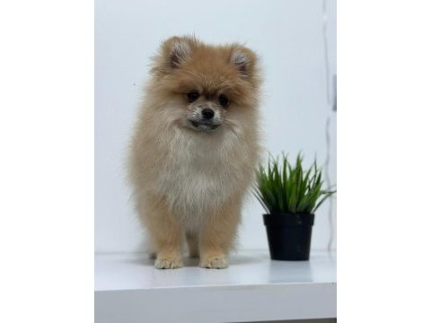 Ultra kalite ayı surat pomeranian boo